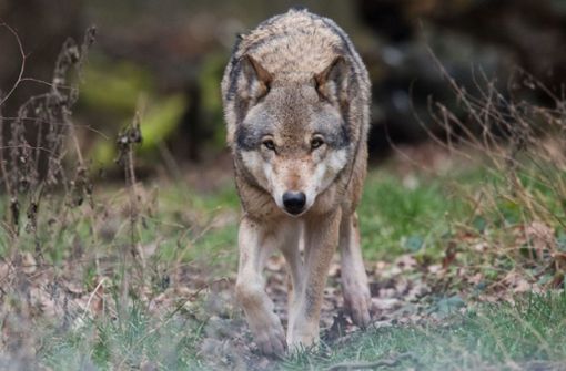 Ein Wolf – dieser hier lebt aber nicht in freier Wildbahn, sondern streift durch ein Gehege in Niedersachsen. Foto: dpa/Julian Stratenschulte