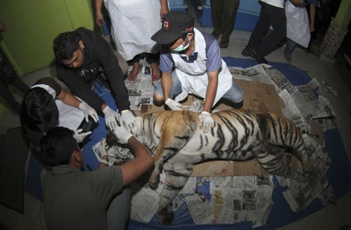 Tierärzte untersuchen in einem Gebäude der Naturschutzbehörde eine schwangere Sumatra-Tigerin, die tot aufgefunden worden war. Foto: AP
