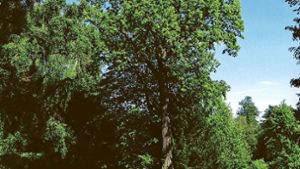 Die Großfrüchtige Eiche ist mit 35 Metern Höhe ein Rekordbaum in Baden-Württemberg. Sie wurde 1799 in Hohenheim gepflanzt.  Ihr Umfang misst 3,50 Meter. Foto: /Hohenheimer Gärten/privat