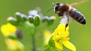 Der konsequente Schutz der Biene gefährde die Existenz der baden-württembergischen Landwirte, kritisieren deren Verbände. Foto: picture alliance/Michael Reich