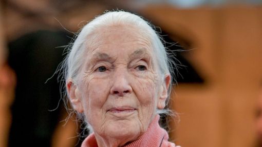 Primatenforscherin und Anthropologin Jane Goodall feiert ihren 90. Geburtstag. Foto: Markus Schreiber/AP/dpa