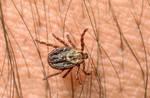   Ticks can cause diseases such as EFT. Photo: dpa 