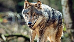 Der  Ruf des Wolfes ist schlecht, stimmt aber kaum mit der Realität überein. Foto: dpa