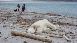 Auf der norwegischen Inselgruppe Spitzbergen sollen über 1000 Eisbären leben. Foto: Governor of Svalbard/AP