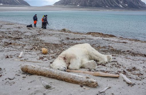 Auf der norwegischen Inselgruppe Spitzbergen sollen über 1000 Eisbären leben. Foto: Governor of Svalbard/AP