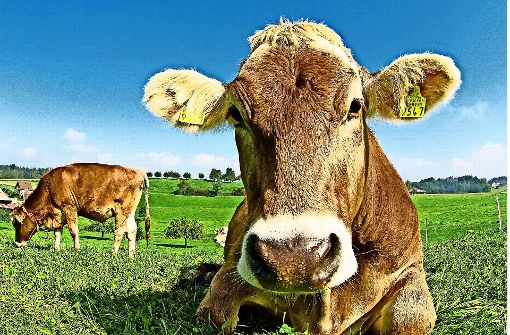 Auf der Weide fühlen sich Kühe am wohlsten. Das wurde auch im Test berücksichtigt. Foto: Rolf Fassbind/AdobeStock