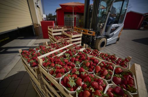 Joachim Mergenthaler aus Waiblingen bietet Erdbeeren auf Wunsch der Kunden bereits ab Mai an – wissend, dass die Saison eigentlich im Juni beginnt. Foto: Gottfried Stoppel