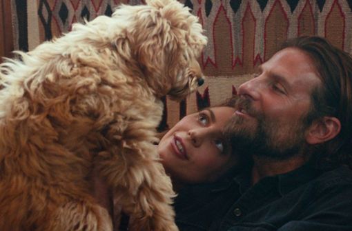 Charlie heißt der Hund von Bradley Cooper, der in dem Musik-Liebesdrama „A Star is born“ mitspielte. Dafür hat die Tierrechtsorganisation Peta den Schauspieler mit einem Preis geehrt. Foto: Warner
