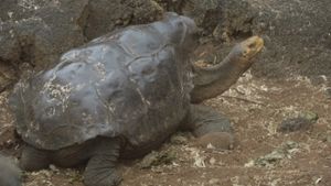 Der 100-jährige Diego ist eine Schildkröte der besonderen Art: Er zählt zu den Española-Riesenschildkröten, die jahrelang vom Aussterben bedroht waren. Foto: AFP