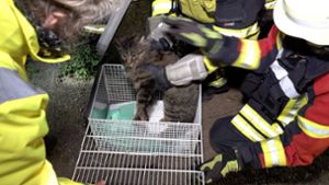 Die Feuerwehr konnte die Katze aus dem Kanalrohr befreien. Foto: 7aktuell.de/Alexander Hald