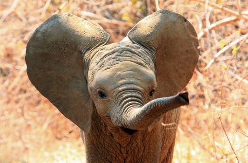 Fotograf Jens Cullmann fotografiere Elefanten in Zimbabwe, als ihm das besondere Foto gelang. (Symbolbild) Foto: Shutterstock/Paula French