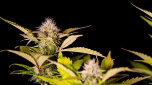 Wie viele Cannabispflanzen sind pro Person erlaubt?