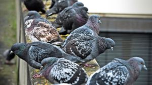 Nopaloma wird gegen Tauben so gut wie nicht mehr verwendet. Foto: Lichtgut/Achim Zweygarth