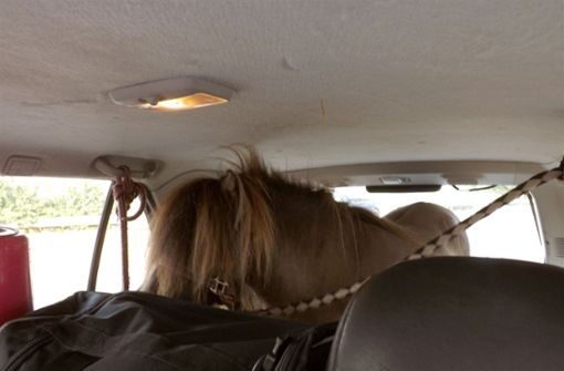 Polizisten haben am Freitagabend auf der Autobahn 1 bei Münster ein Shetland-Pony im Kofferraum eines Autos entdeckt. Foto: Polizei Münster