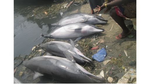 Mehrere getötete Clymene-Delfine liegen auf dem Boden. Die Jagd auf Delfine hat in den letzten Jahren weiter zugenommen. Foto: Organisaton Corewam/dpa