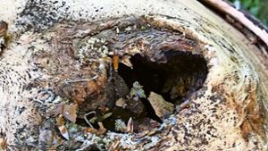 Laut Bürgerinitiative eine gefällte  Eiche mit Brut- oder  anderen Höhlen Foto: privat