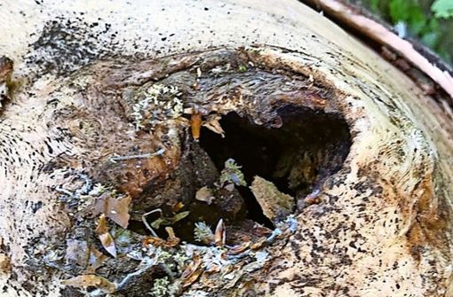 Laut Bürgerinitiative eine gefällte  Eiche mit Brut- oder  anderen Höhlen Foto: privat