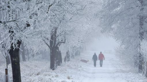 Wenn es extrem kalt ist und regnet oder schneit, können Bäume stark belastet werden. Dann ist Vorsicht geboten. Foto: Archiv/dpa/Ronald Wittek