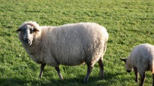 Unbekannte haben Schafe gestohlen (Symbolbild). Foto: IMAGO/Wassilis Aswestopoulos