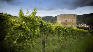Der Blick von der Yburg aus über die Weinlage Brotwasser Foto: Horst Rudel/Rudel