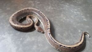 Dieser Python wurde in Aalen-Wasseralfingen gefunden. Foto: Polizei