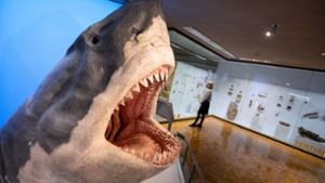 Der nachgebildete Kopf eines Urzeithais ist der Publikumsliebling im neuen Ausstellungsbereich im Museum am Löwentor. Foto: dpa/Marijan Murat