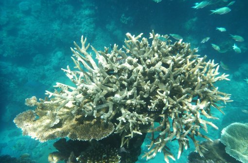 Am Great Barrier Reef in Australien ist ein riesiges Algenriff entdeckt worden. Foto: dpa