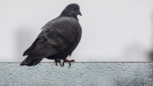 Eine Taube allein hat noch niemanden besorgt, problematisch wird ihr Auftreten in Massen. Foto: dpa