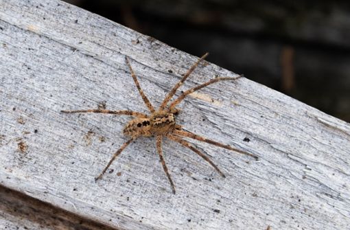 Die aus dem Mittelmeerraum eingewanderte Nosferatu-Spinne scheint sich im Südwesten besonders wohlzufühlen. (Symbolfoto) Foto: dpa/Robert Pfeifle