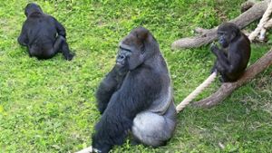 Die Gorillas müssen mehr Zeit im Freien verbringen, weil ihr Innengehege saniert wird Foto: Wilhelma