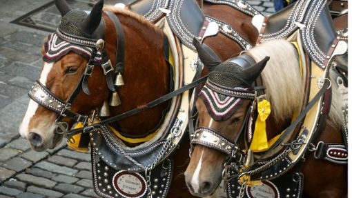 Pferde sind beim Leonberger Pferdemarkt nicht mehr die alleinigen Stars. Foto: Archiv/Simon Granville