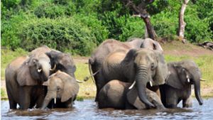 Die Elefanten in Botswana suchen Erfrischung im Wasser. Geht es nach der dortigen Regierung würden Tausende von ihnen nach Deutschland geschickt. Foto: dpa/Charmaine Noronha