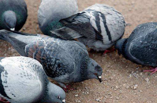 Bisher gibt es in der City Futter in Hülle und Fülle für die Tauben. Foto: Achim Zweygarth