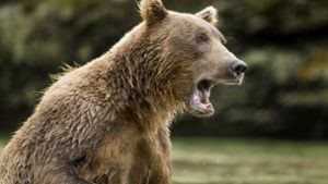 Ein wilder Braunbär hat in Russland einen Fußgänger angegriffen, ihn dabei aber nur leicht verletzt. (Symbolfoto) Foto: imago images