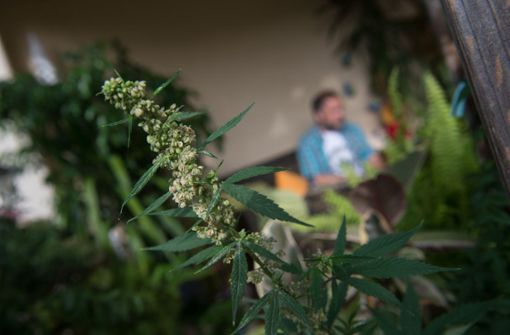 Cannabis vom eigenen Balkon? Vielleicht ist dies schon bald möglich. Foto: dpa/Marijan Murat