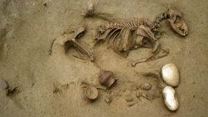 Dieses von den Oberaufsichtsbehörden für Archäologie, Bildende Kunst und Landschaft in Verona  zur Verfügung gestellte Foto zeigt Grab Nummer 19 mit einer gemeinsamen Bestattung eines Hundes und eines menschlichen  Skeletts. Foto: S.R.Thompson/Oberaufsichtsbehörden für Archäologie, Bildende Kunst und Landschaft SABAP-VR/dpa