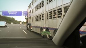 Tierschützer begleiten häufig die Transporte der Kälber nach Spanien. Nach ihren Aussagen  werden die Tiere mangelhaft versorgt. Foto: Animal Welfare Foundation
