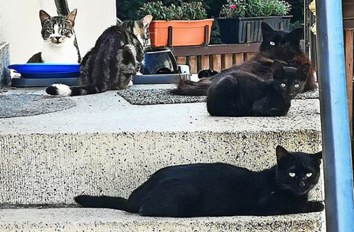Fotos von Anwohnern    zeigen, dass die  Katzen am Haus  häufig missgebildete oder fehlende Augen haben, wie es  bei der Katze hinten rechts der Fall ist. Foto: privat