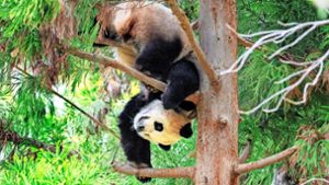 Die Washingtoner Pandas sind in ihre Heimat zurückgebracht worden. Foto: AFP/Jim  Watson