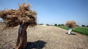 Weizenernte in Ägypten: Das Getreide hat in diesem Land eine hohe kulturelle Bedeutung. Foto: dpa
