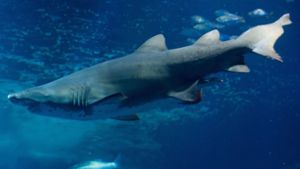 Haie, wie dieser Sandtigerhai, sind in vielen Aquarien Besuchermagnete. Foto: dpa-Zentralbild