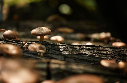 Erntezeit: Pilze, die aus beimpften Baumstämmen wachsen. Foto: Rupert Pessl/RP