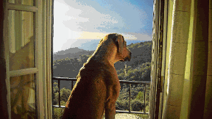 Mit einem Hund wie Wilhelm landet man meist abseits der Touristenhochburgen. Das hat durchaus Vorteile, etwa eine atemberaubende Aussicht auf die ligurische Küste.  Foto: Petsch