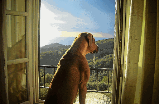 Mit einem Hund wie Wilhelm landet man meist abseits der Touristenhochburgen. Das hat durchaus Vorteile, etwa eine atemberaubende Aussicht auf die ligurische Küste.  Foto: Petsch