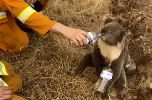 Die Tierwelt in Australien leidet unter den Waldbränden. Eine ungewöhnliche Spendenaktion soll helfen. Foto: AP