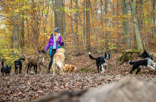 Arbeitsalltag: Mit acht Hunden spaziert Theresa Jahnke durch den Kräherwald, ihre beiden Border Collies Pelle und Bode springen vorneweg. Foto: Lichtgut//Julian Rettig