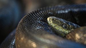 Wer die Schlangen in der Kälte ausgesetzt hat, ist noch nicht bekannt (Symbolbild). Foto: IMAGO/Pixsell/IMAGO/Davor Puklavec/PIXSELL
