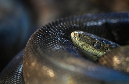 Wer die Schlangen in der Kälte ausgesetzt hat, ist noch nicht bekannt (Symbolbild). Foto: IMAGO/Pixsell/IMAGO/Davor Puklavec/PIXSELL