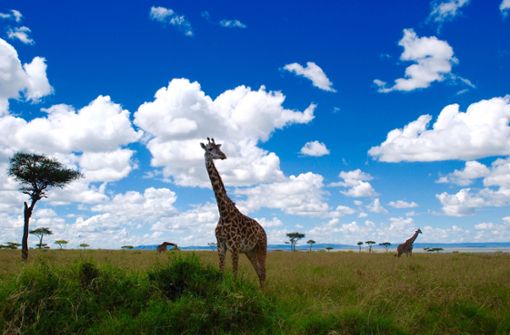 Giraffen in freier Wildbahn Foto: Bettina Bernhard
