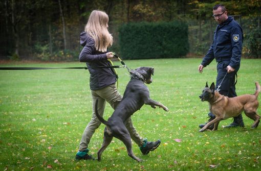 Wesenstest für Listenhunde in Stuttgart Kampfhunde sind in Mode und